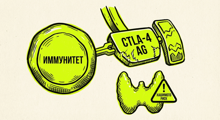 CTLA4 - тормоз иммунной системы, T-клетка с педалью тормоза