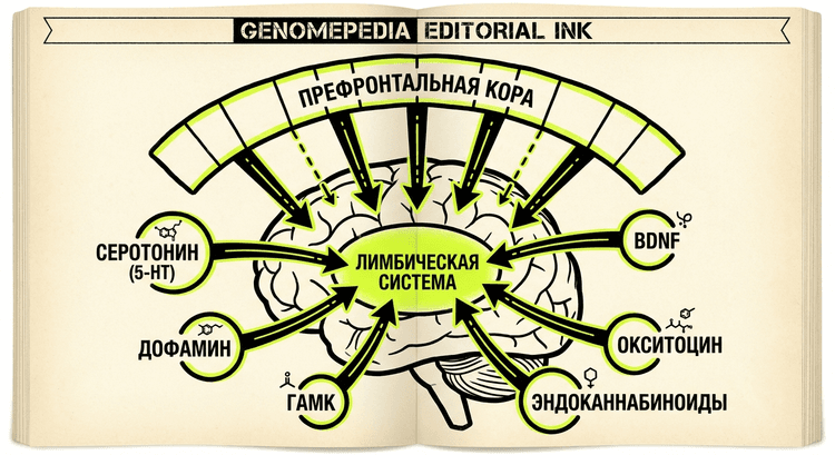 Emotional regulation full circuit