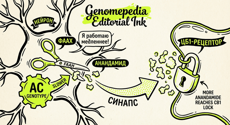 Эндоканнабиноидная система - FAAH AC замедляет распад анандамида, CB1 рецептор принимает его сигнал