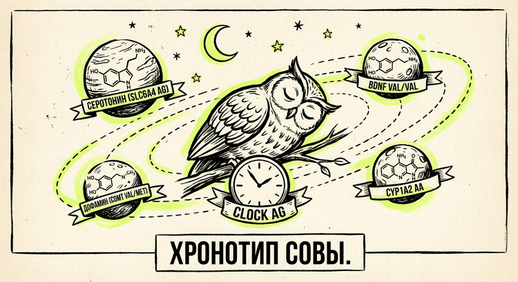 Сон и хронотип