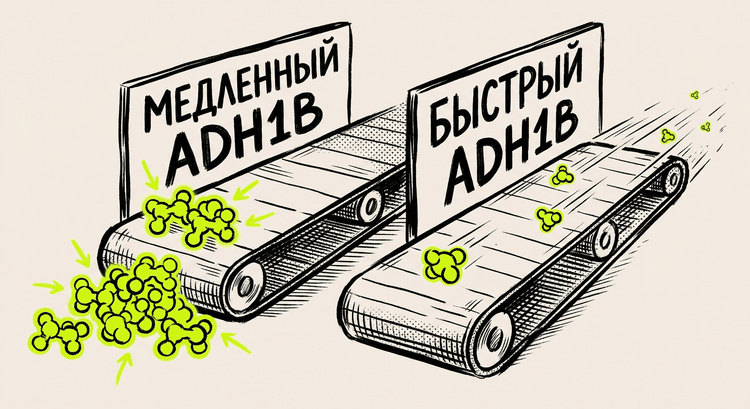 Два конвейера алкогольдегидрогеназы: медленный и быстрый