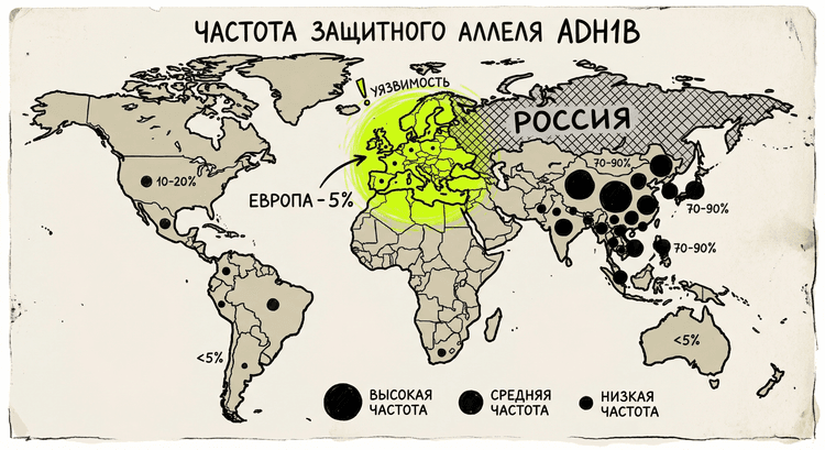 Карта распределения аллелей ADH1B в мировых популяциях
