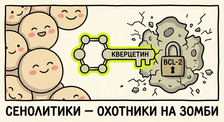 Сенолитики уничтожают зомби-клетки