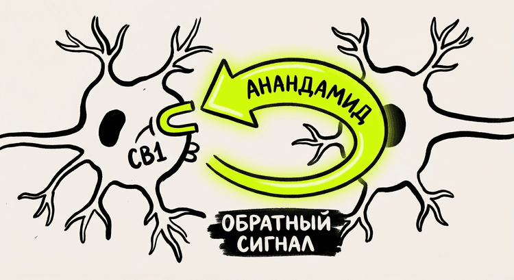 Схема обратной нейротрансмиссии: анандамид идёт назад, тормозя выброс медиаторов