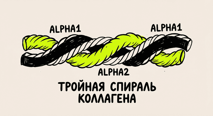 Тройная спираль коллагена I типа, нить из трёх цепей