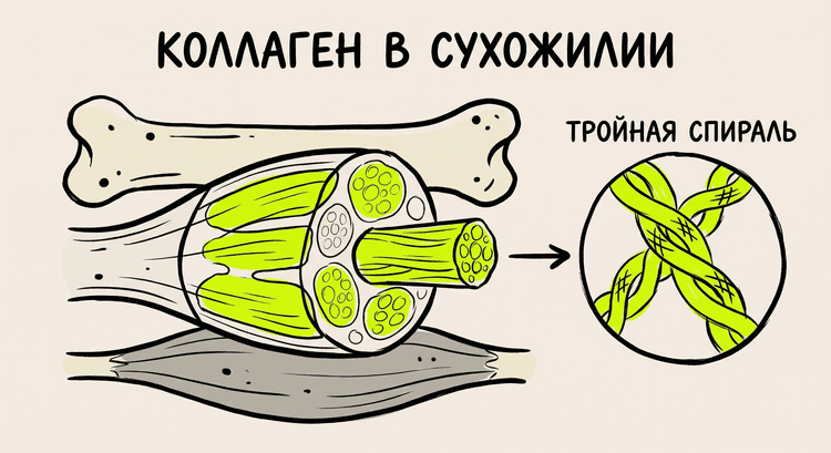 Анатомия сухожилия: коллагеновые волокна в пучках-фасцикулах