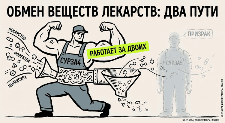 Сравнение ролей CYP3A4 и CYP3A5 в метаболизме лекарств