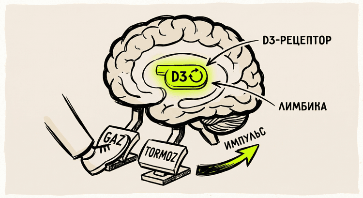 Мозг с двумя педалями: газ и тормоз, D3-рецептор подсвечен лаймовым
