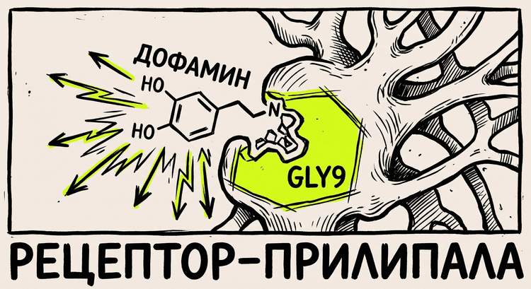 Молекула рецептора DRD3 с Gly9 мутацией, дофамин прикрепляется сильнее