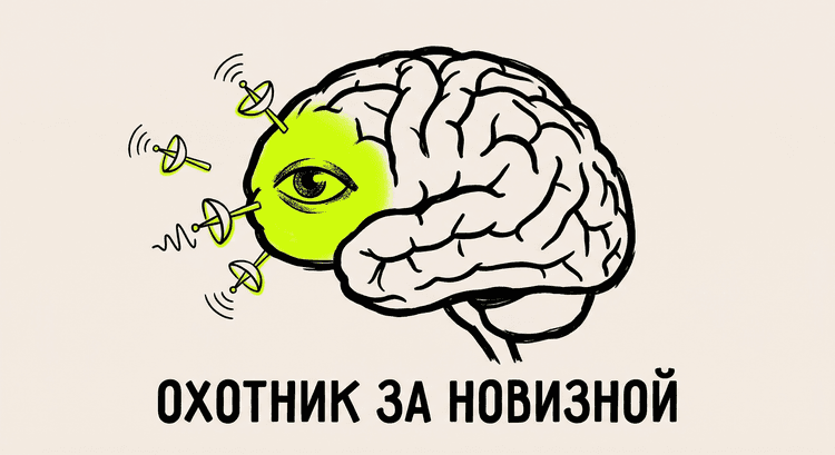 Мозг охотника за новизной, D4-рецептор в префронтальной коре