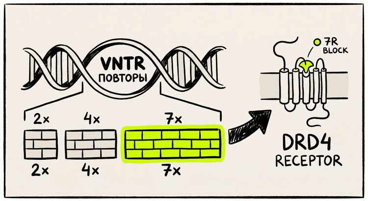 VNTR-повторы в гене DRD4: от 2 до 11 раз, 7R подсвечен лаймом