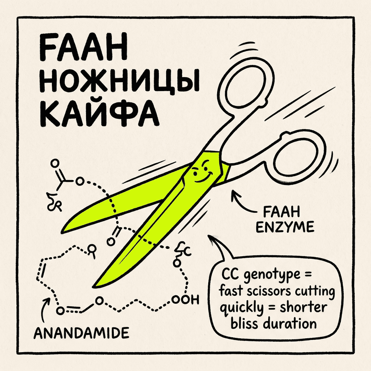 FAAH - ножницы кайфа