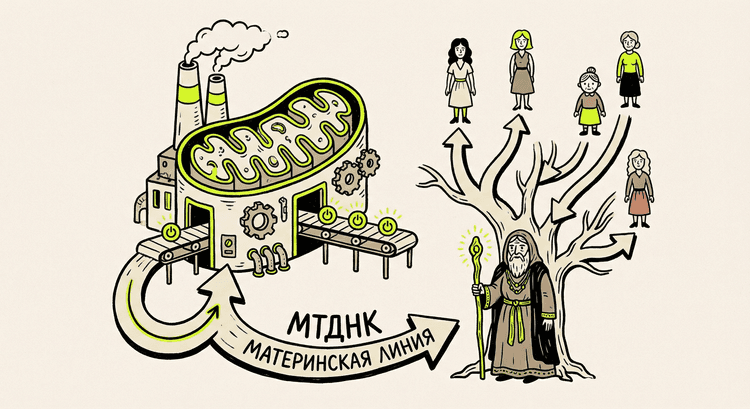 мтДНК - материнская линия