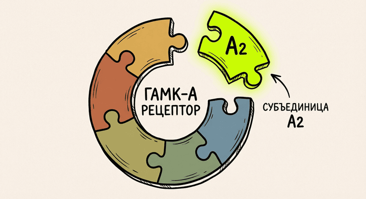 ГАМК-А рецептор из пяти субъединиц как пазл